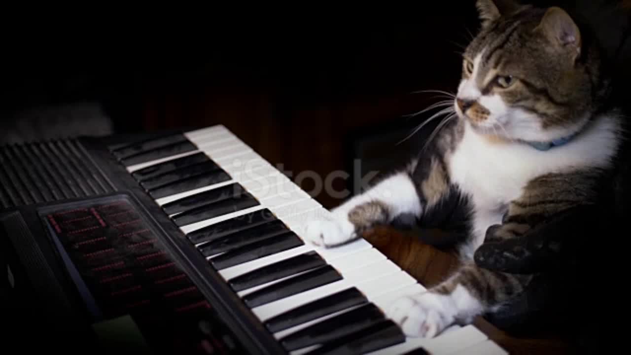 Cat piano