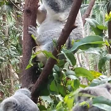 3 Koalas just Chilling