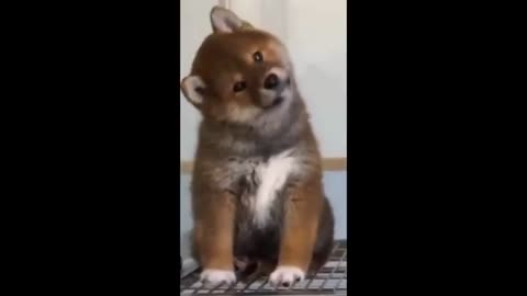 #funny #pets #memes : Funny Animal Videos: Unbelievably Cute and Funny Clips of All Time