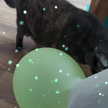 Happy Birthday 🥳🎂😽😃🎈🐈