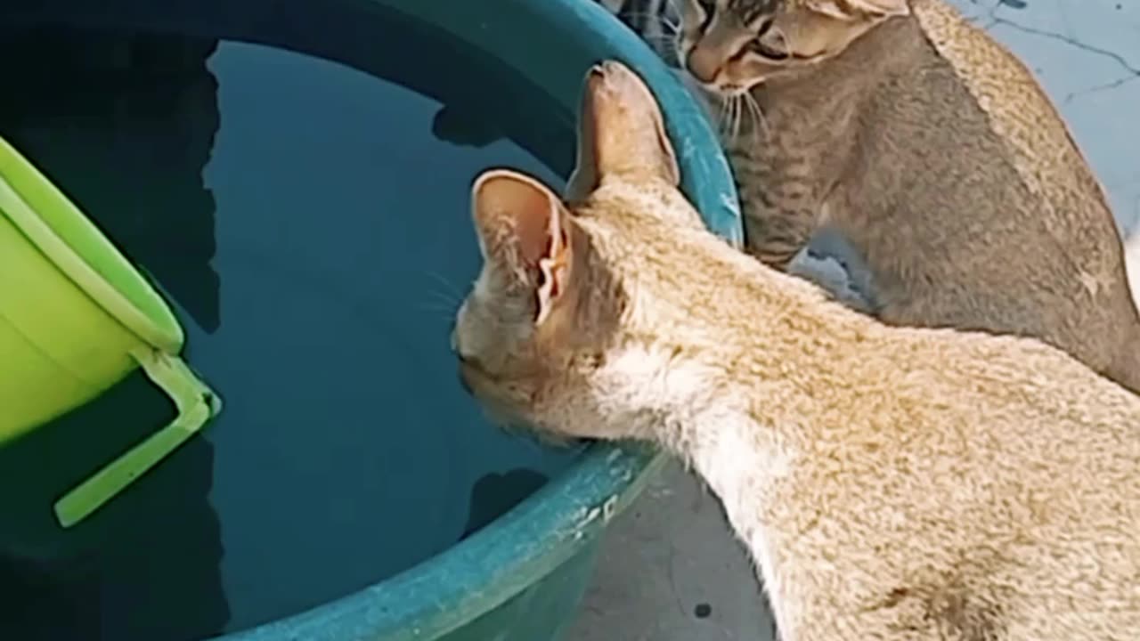 thirsty cats