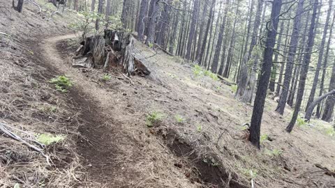 Ascending the Steep Forest – Black Butte Trail – Deschutes National Forest – Central Oregon – 4K