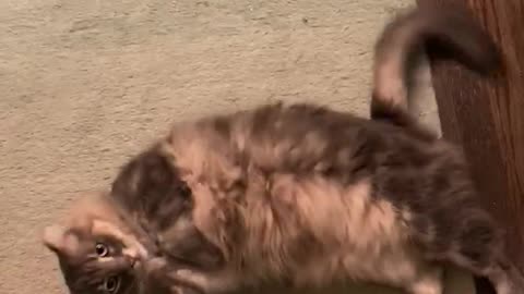 Silly cat speed flops for belly rubs