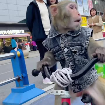 Funny monkey riding a bicycle