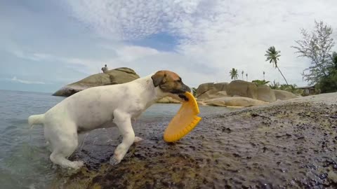 Funny pet