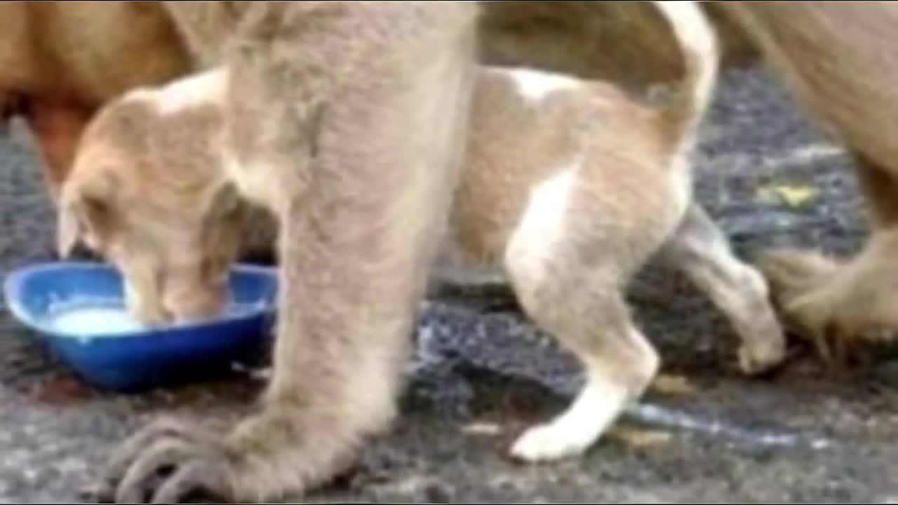 Monkey Saves Tiny Puppy From Stray Dogs And Even Lets Him First Eat