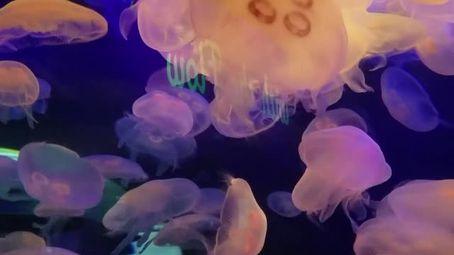 Jellyfish! Jellyfish! My fav!