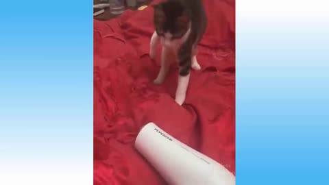 cat and hair dryer