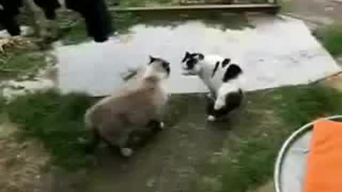 funny videos cats‬ - very dangerous fighting-