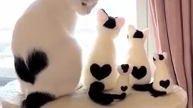 Lovely cute cats family