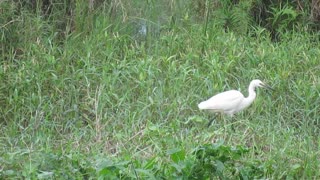 Little Egret cute