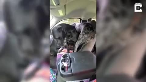 Stubborn Dogs Refuse To Move From Car Front Seat