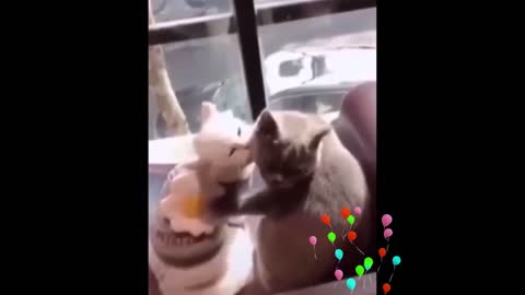 Cute Cats beautiful and happy
