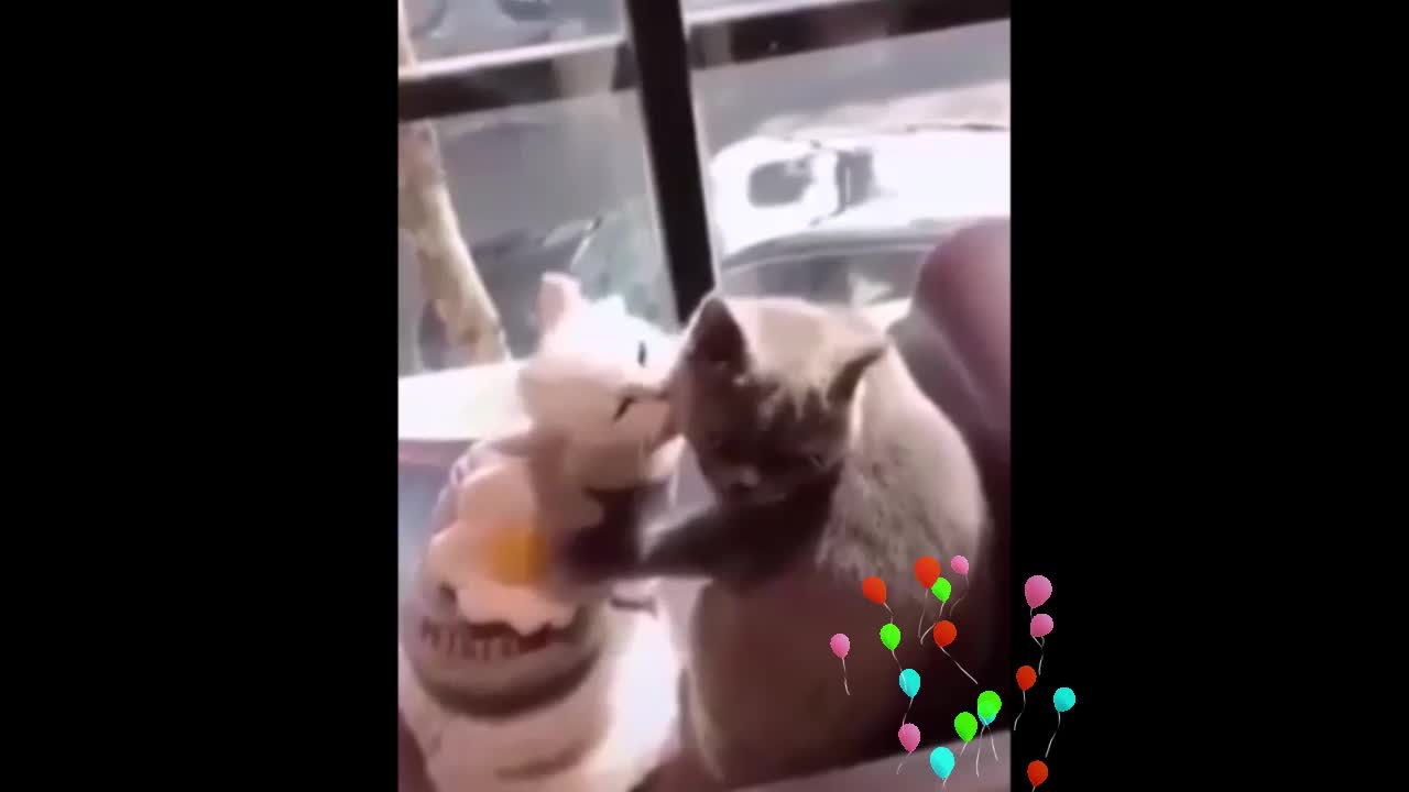 Cute Cats beautiful and happy
