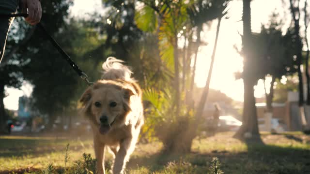 Dog walking with its owner in a park