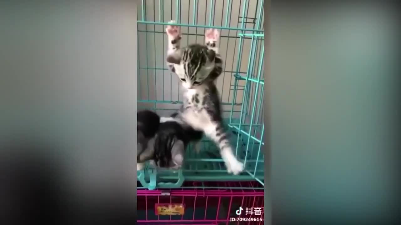 Cute cats funny baby