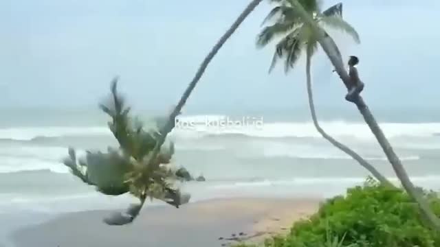 Watch how a lock of coconut trees falls while being cut