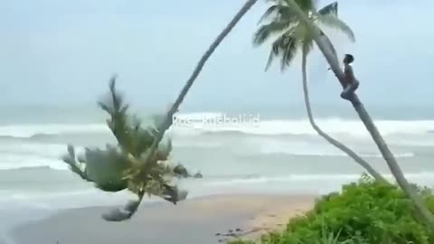 Watch how a lock of coconut trees falls while being cut