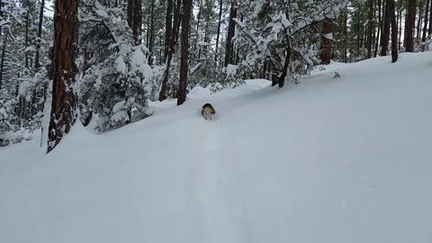 Prescott snow, and there's a dog