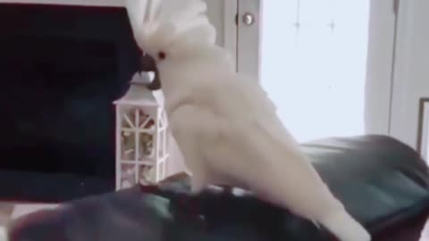 Funny parrot🦜