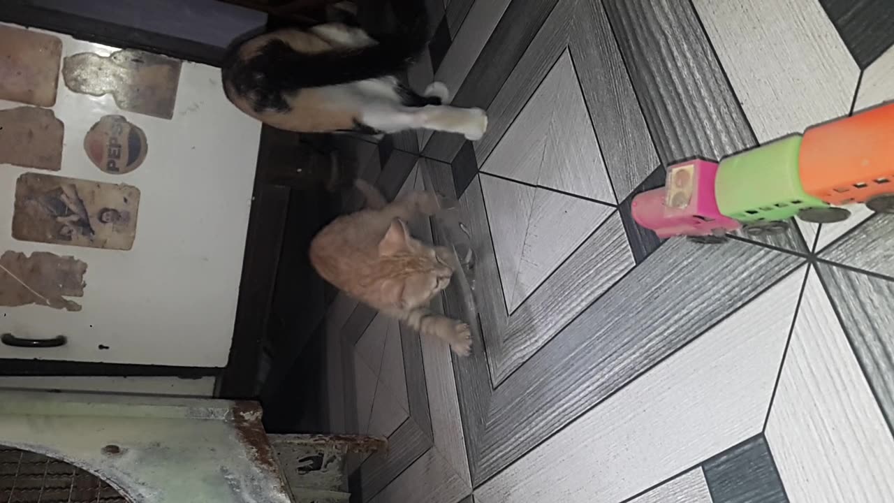 Cat in our home and caring our small kids