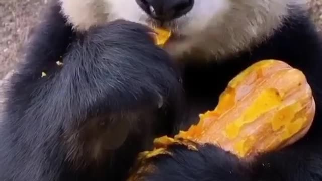 Cute panda enjoying a snack