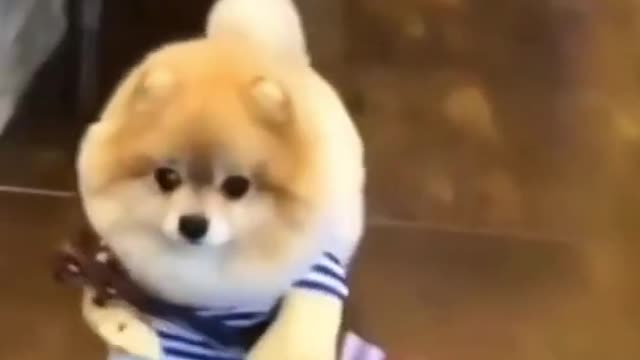 cute little dog having fun। Training video