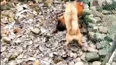 Chicken and dog funniest fight