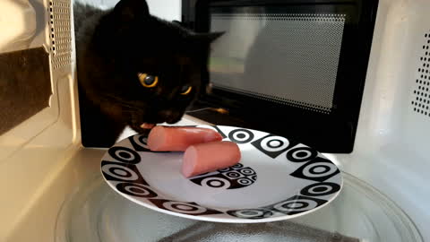 Cat steals sausage from the microwave.