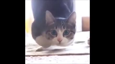 Random Cat Funny Moments
