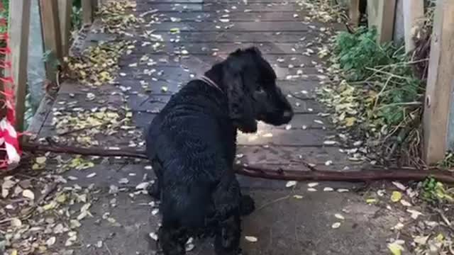 Black dog trying to cross bridge with large stick