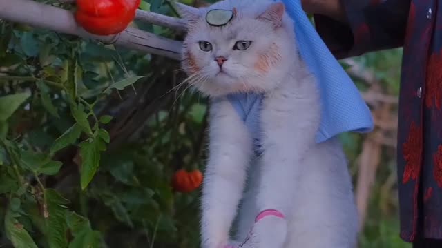 Funny Animals laughing video