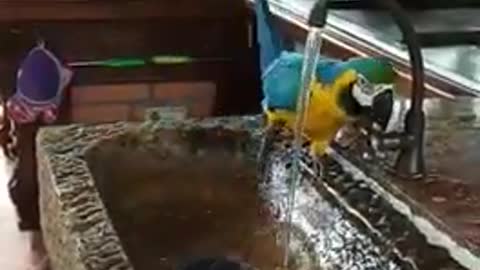 parrot playin water