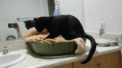 20240404 193249 Tux Kneading Catbed to Destruction