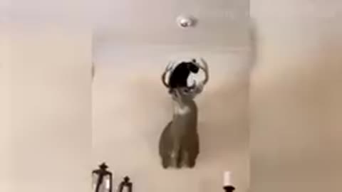 Funny animals videos