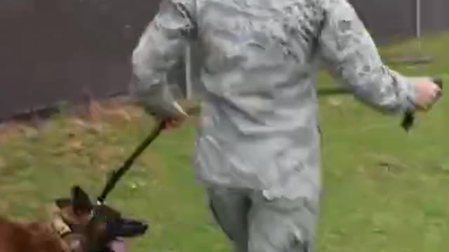 Military K9 Dog Training #short