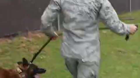 Military K9 Dog Training #short