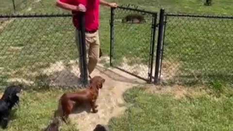 Dog training video,,"dog lover video ''