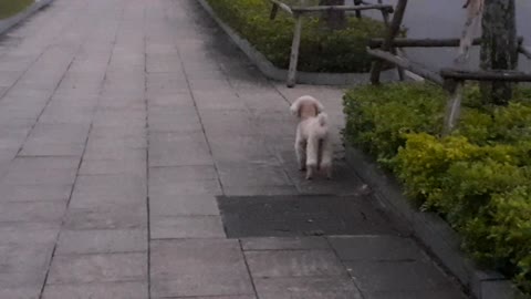 Baby girl afraids of dog