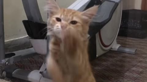 Again dance my kitten is so funny #catdance