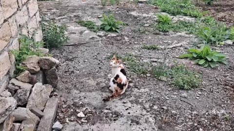Sleeping kitten and cat. Colorful cute cat.