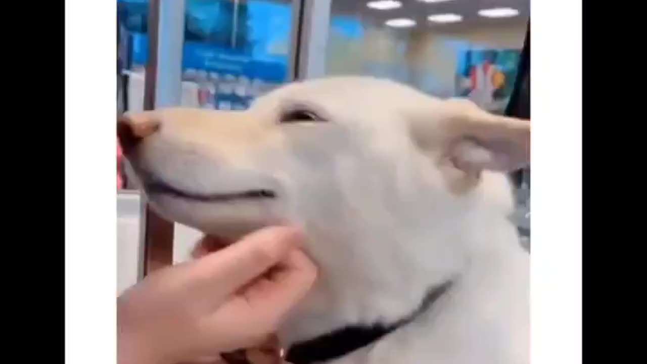 funny cute dog