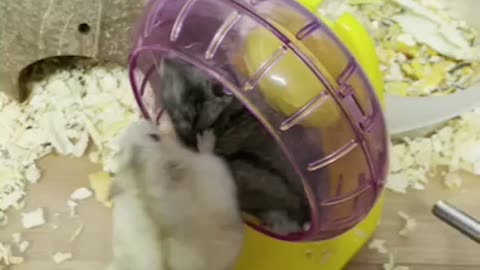 Baby hamsters trying to roll the chat wheel