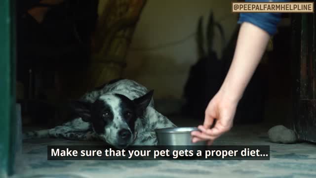 Causes and symptoms of common eye infections | Eye infections in dogs | Conjunctivitis in dogs