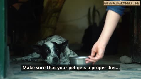 Causes and symptoms of common eye infections | Eye infections in dogs | Conjunctivitis in dogs