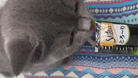 Kittens eat cat strips