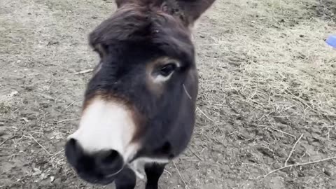 Happy Donkey Loves Owner