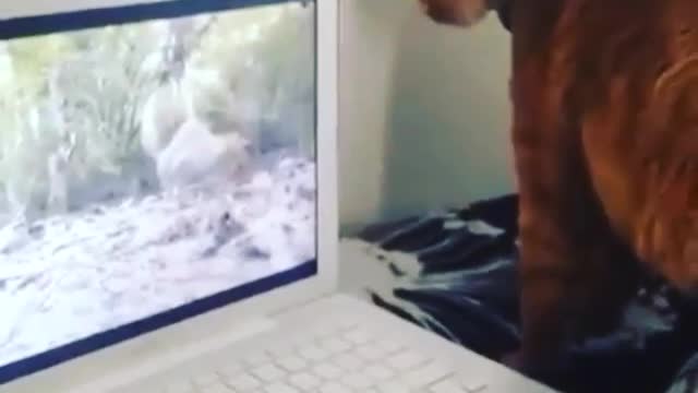 The cat has lost the program