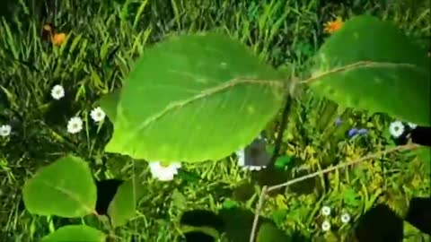He Grew The Tree by The Missionaires