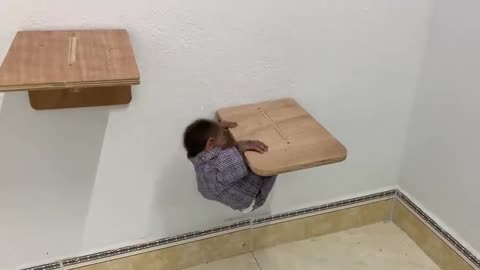 Monkey funny videos